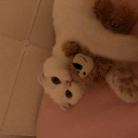Scottish Fold, Kedi  LOKUM fotoğrafı