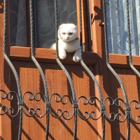 Scottish Fold, Kedi  LOKUM fotoğrafı