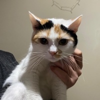 Tekir Kedi, Kedi  VENÜS fotoğrafı