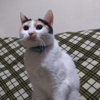 Tekir Kedi, Kedi  VENÜS fotoğrafı
