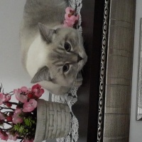 British Shorthair, Kedi  Samir fotoğrafı