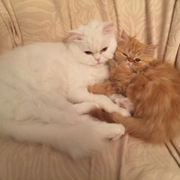 İran Kedisi (Persian), Kedi  Badem fotoğrafı