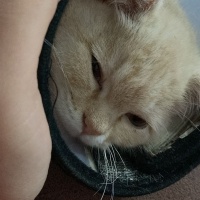 British Shorthair, Kedi  BADE fotoğrafı