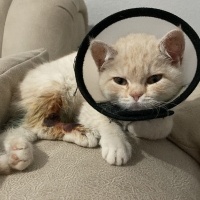 British Shorthair, Kedi  BADE fotoğrafı