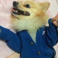 Pomeranyalı, Köpek  Zeus fotoğrafı