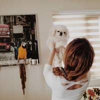 Bichon Havanese, Köpek  Cazgır fotoğrafı