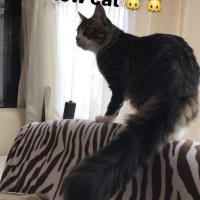 Tekir Kedi, Kedi  Miso fotoğrafı