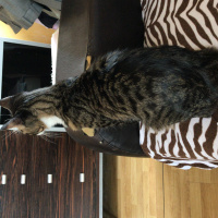 Tekir Kedi, Kedi  Miso fotoğrafı