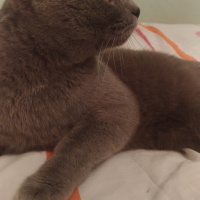 British Shorthair, Kedi  Şinasi fotoğrafı