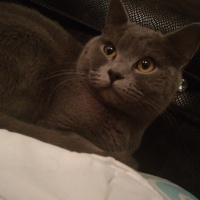 British Shorthair, Kedi  Şinasi fotoğrafı