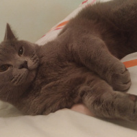 British Shorthair, Kedi  Şinasi fotoğrafı