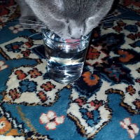 British Shorthair, Kedi  Şinasi fotoğrafı