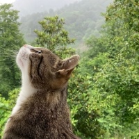 Tekir Kedi, Kedi  Çakır fotoğrafı
