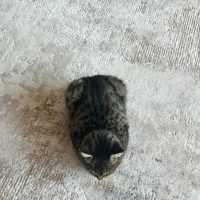 Tekir Kedi, Kedi  Şimo fotoğrafı