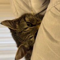 Tekir Kedi, Kedi  Şimo fotoğrafı