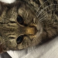 Tekir Kedi, Kedi  Şimo fotoğrafı