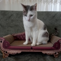 Tekir Kedi, Kedi  Miyavsu fotoğrafı