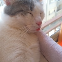 Tekir Kedi, Kedi  Miyavsu fotoğrafı