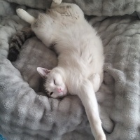 Tekir Kedi, Kedi  Miyavsu fotoğrafı