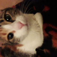Tuxedo (Smokin) Kedi, Kedi  Ayşe hatun fotoğrafı