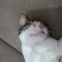 Tuxedo (Smokin) Kedi, Kedi  Ayşe hatun fotoğrafı
