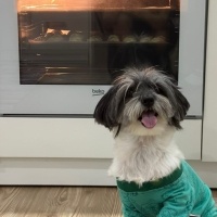 Maltese, Köpek  Cooper fotoğrafı