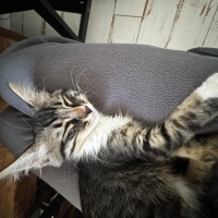 Tekir Kedi, Kedi  minik fotoğrafı