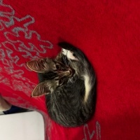 Tekir Kedi, Kedi  minik fotoğrafı
