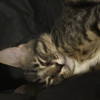 Tekir Kedi, Kedi  minik fotoğrafı