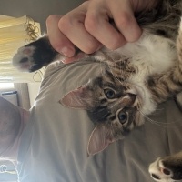 Tekir Kedi, Kedi  minik fotoğrafı