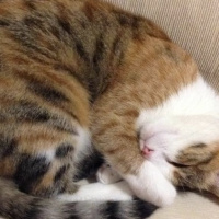 Tekir Kedi, Kedi  Ezgi  fotoğrafı