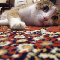 Tekir Kedi, Kedi  Ezgi  fotoğrafı