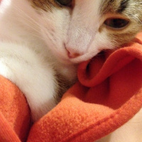 Tekir Kedi, Kedi  Ezgi  fotoğrafı