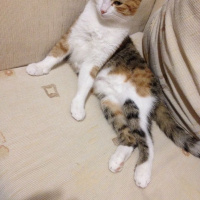 Tekir Kedi, Kedi  Ezgi  fotoğrafı