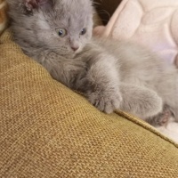 British Shorthair, Kedi  EVA fotoğrafı