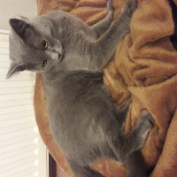 British Shorthair, Kedi  Şini fotoğrafı