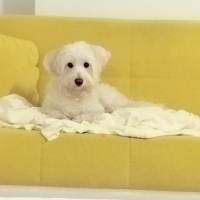 Maltese, Köpek  Köpük fotoğrafı