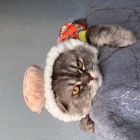 Chinchilla, Kedi  Duman fotoğrafı
