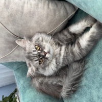 Chinchilla, Kedi  Duman fotoğrafı