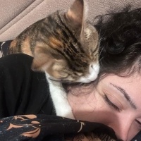 Tekir Kedi, Kedi  Caramel fotoğrafı