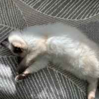 Birman, Kedi  Karlos fotoğrafı