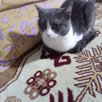 Scottish Fold, Kedi  Duman fotoğrafı