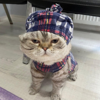 British Longhair, Kedi  Mia fotoğrafı