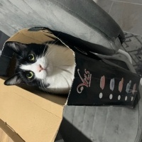 Tuxedo (Smokin) Kedi, Kedi  Bade fotoğrafı