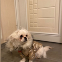 Pekingese, Köpek  Tina fotoğrafı