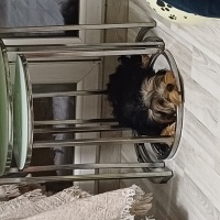 Yorkshire Terrier, Köpek  Odin fotoğrafı