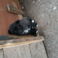 Dalmatian, Köpek  Cooike  fotoğrafı