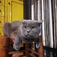 British Shorthair, Kedi  Markus fotoğrafı