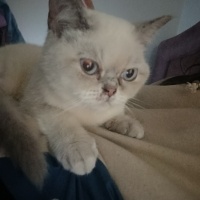 Exotic Shorthair, Kedi  Pamuk fotoğrafı