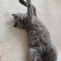 British Shorthair, Kedi  Duman fotoğrafı